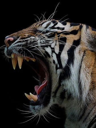 tiger roaring face