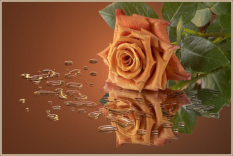 Milk chocolate rose, flowers, nature, milk, reflection, chokolate, HD  wallpaper | Peakpx