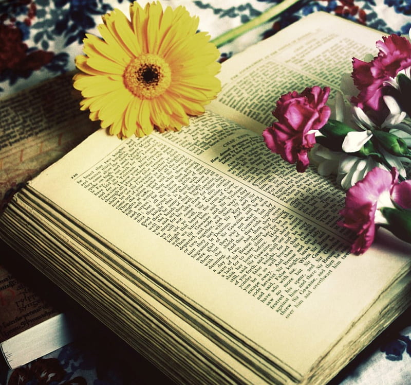 Soft , book, flower, yellow, gerbera, HD wallpaper