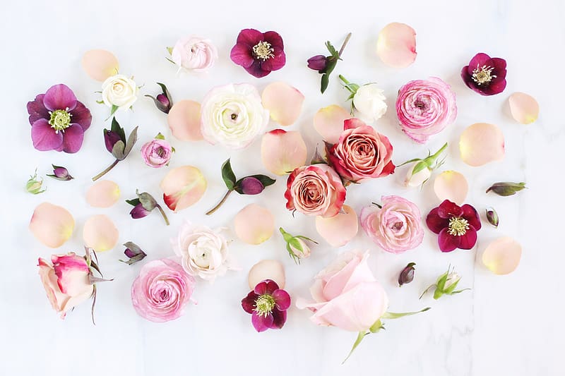 Flowers, Flower, Rose, Artistic, Peony, Anemone, White Flower, Pink Flower, HD wallpaper