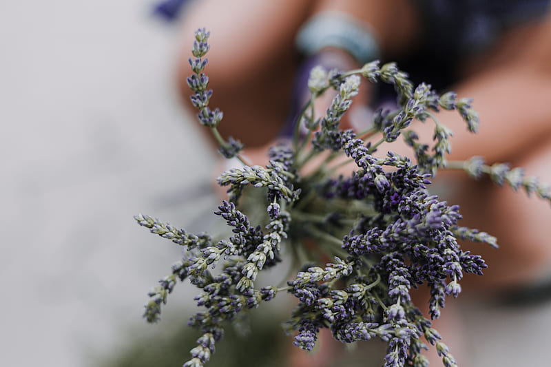 Selective Focus graphy of Lavender Flowers, HD wallpaper