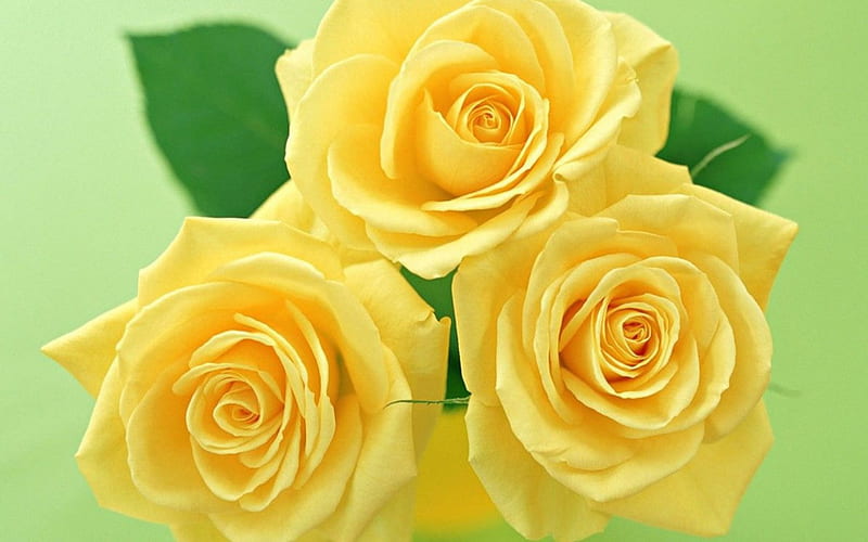 Hermosas rosas amarillas, hermosas, rosas, amarillas, flores, hermosas,  Fondo de pantalla HD | Peakpx
