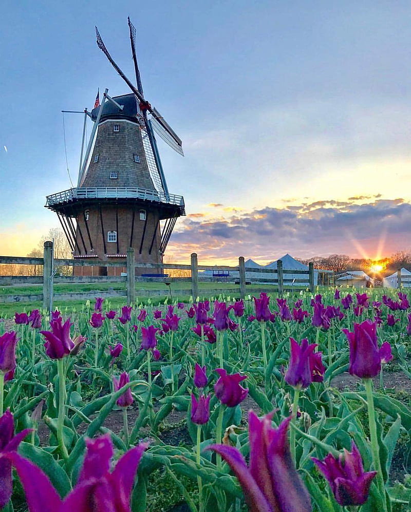 De Zwann, holland, michigan, tulips, windmill, HD phone wallpaper