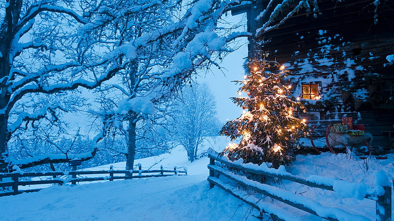 Illuminated Christmas tree with sleigh in front of alpine hut at dusk, Flachau, Salzburg Country, Austria. Windows 10 Spotlight, HD wallpaper