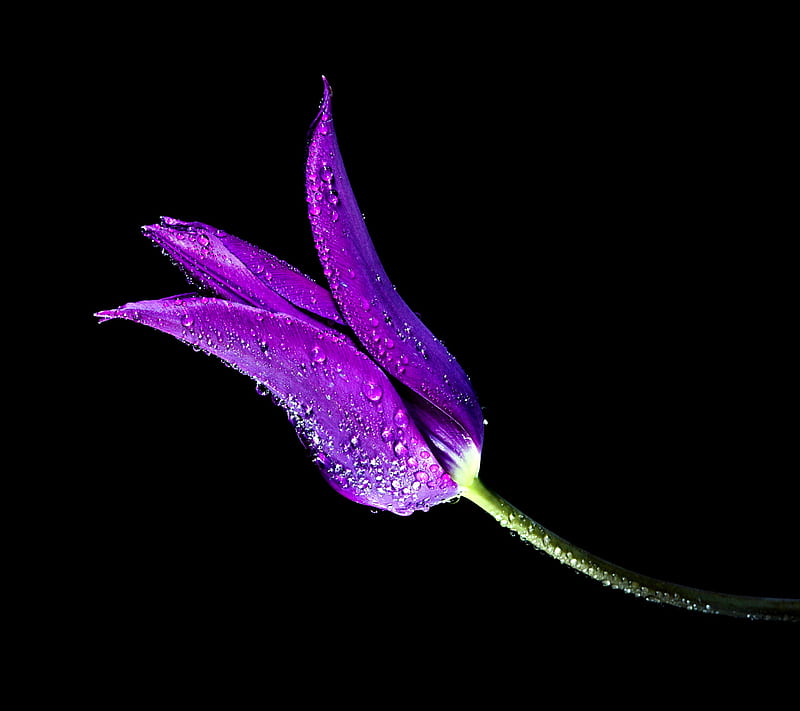 Purple Tulip, HD wallpaper