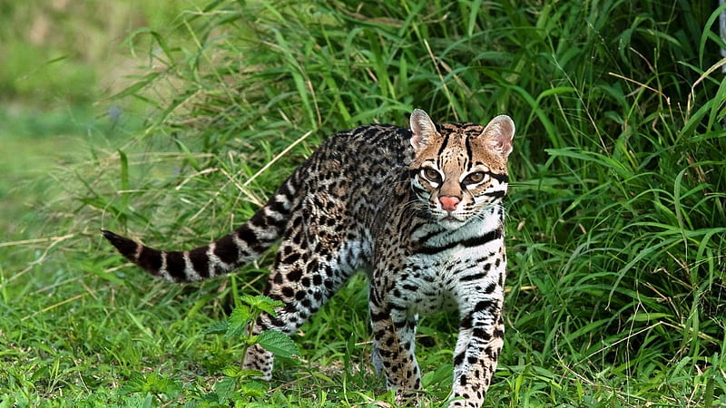 Gorgeous Exotic Cat, spotted, exotic, green, grass, tail, bushy, cat, gorgeous, HD wallpaper