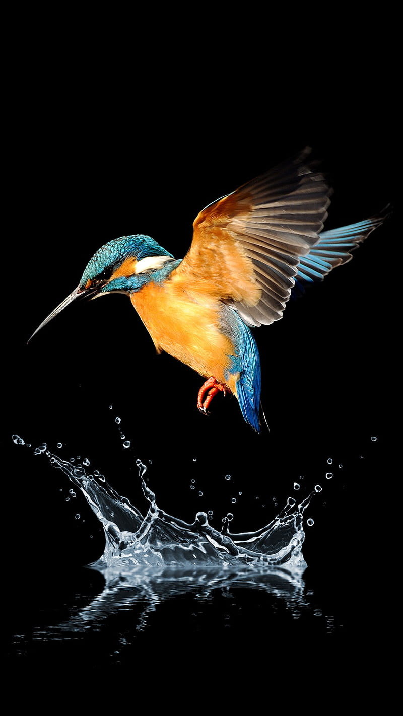Beautiful Bird, animals, nature, HD phone wallpaper | Peakpx