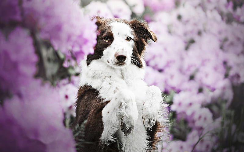 Brown Border Collie, spring, dog with flowers, cute animals, brown dog, pets, border collie, dogs, Border Collie Dog, HD wallpaper