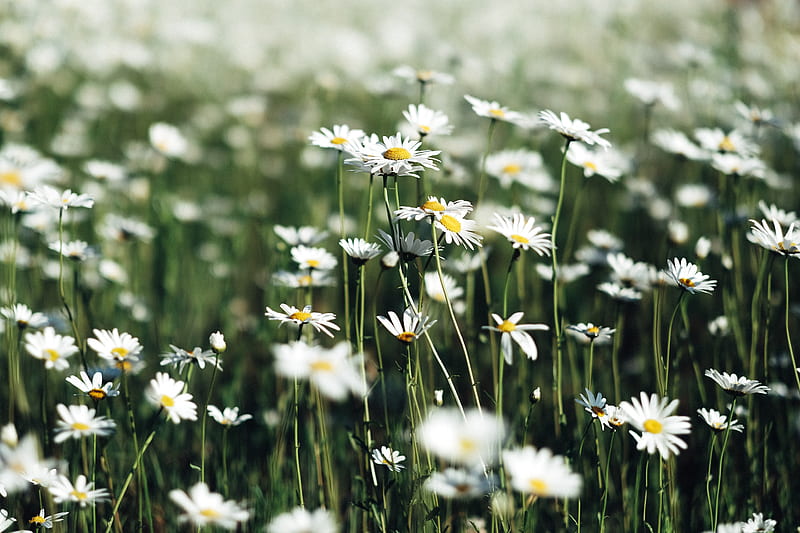 white daisy flower field, HD wallpaper