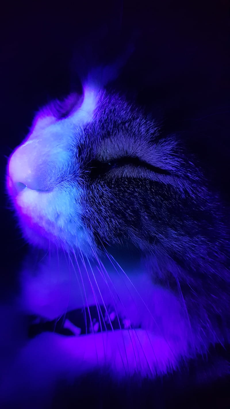 Ultra Violet Kitty, cute, mace, meal cat, purple, uv, HD phone ...