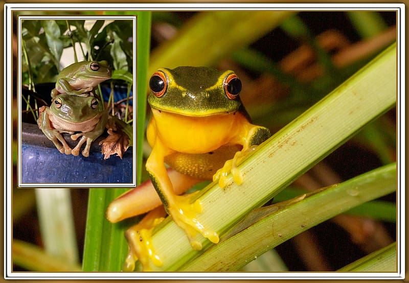 FROG COLLAGE, NATURE, FROG, COLLAGE, HD wallpaper