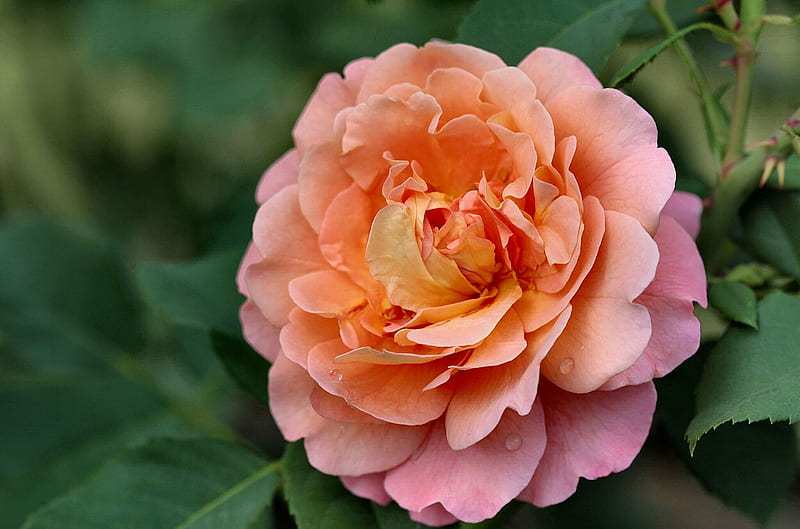 Queen of Sweden Rose romance, Queen of Sweden, Rose, bonito, floral ...