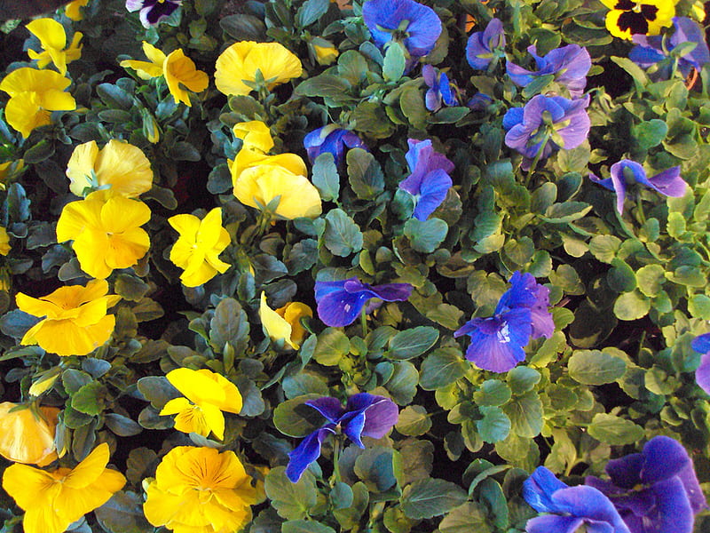 pansies, flowers garden, yellow, bonito, park, blue, HD wallpaper