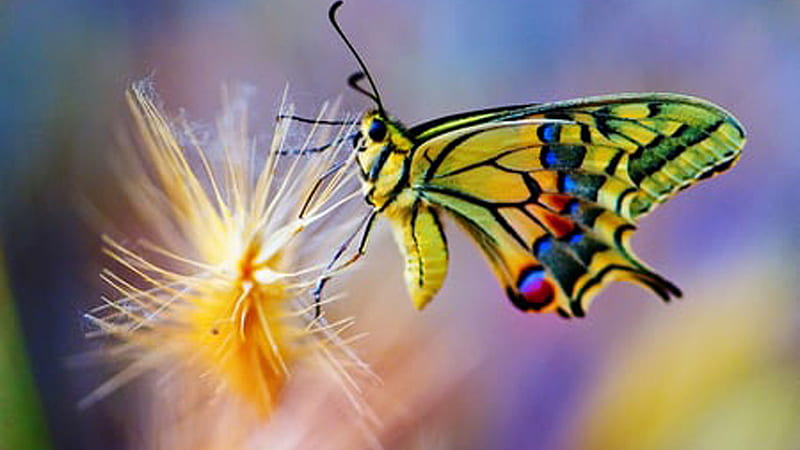 Yellow Blue Black Design Butterfly On Dandelion In Colorful Blur Background Butterfly, HD wallpaper
