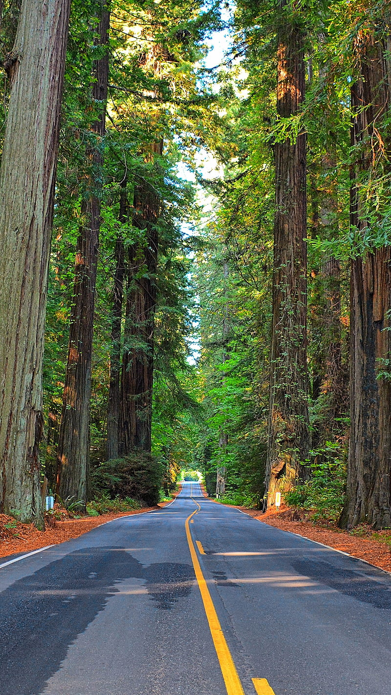 Road, forest, trees, tunnel, HD phone wallpaper
