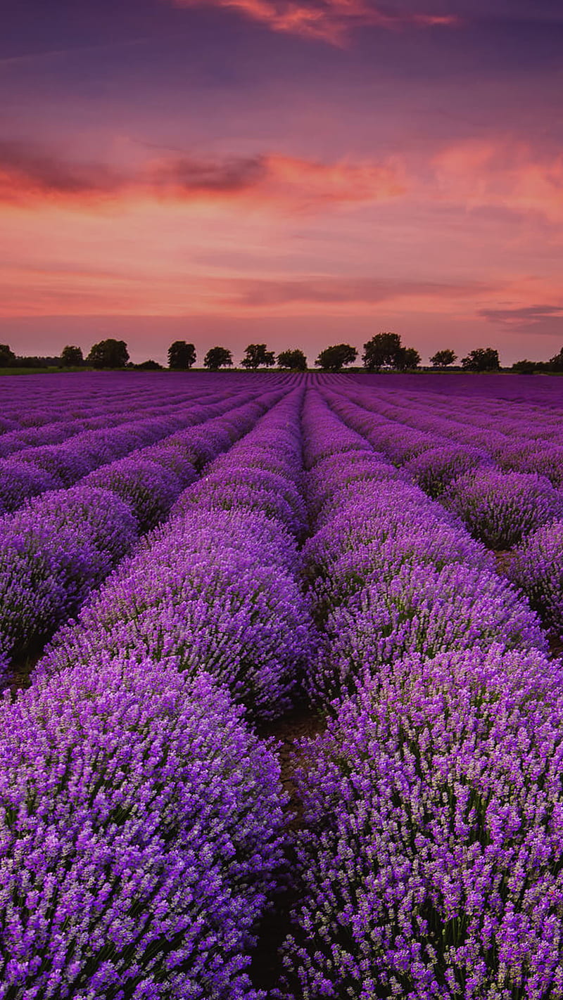 1920x1080px, 1080P free download | Lavander, lavande, HD phone ...