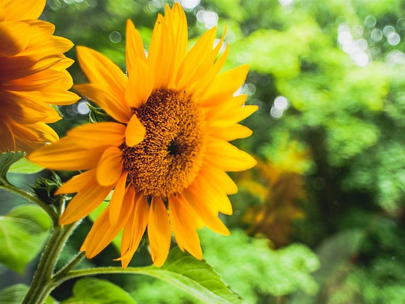 Sunflowers, yellow, flowers, petals, HD wallpaper | Peakpx