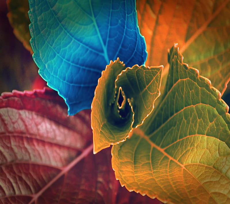 Colourful Leaves, bonito, colour, nature, HD wallpaper