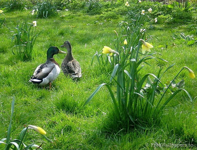 Two little duckies, mallard ducks, flowers, lush grass, HD wallpaper