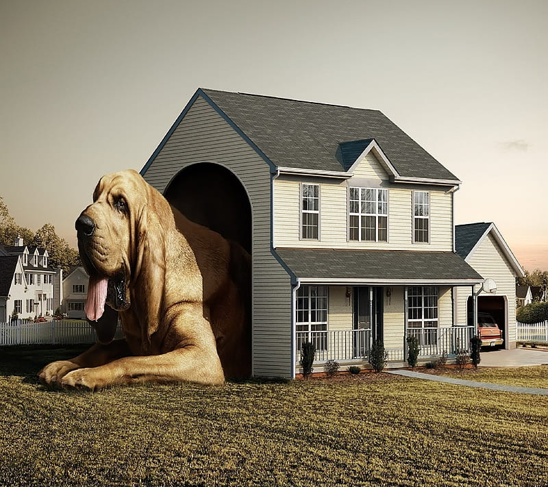 Amazing Dog House, bonito, cute, nice, HD wallpaper | Peakpx