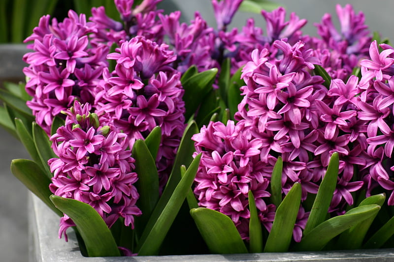 Hot Pink Hyacinths, hyacinths, pretty, pinl hot, beauty, flowers, spring, nature, winter, graphy, HD wallpaper