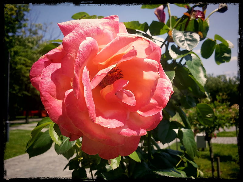 Kiss from a Rose, rose, romania, thorn, bucharest, europe, thorns, bucuresti, flower, nature, HD wallpaper