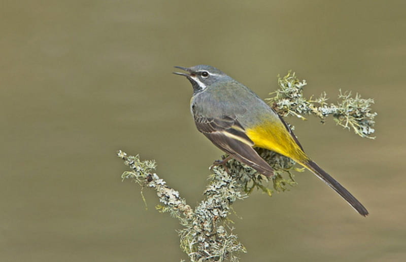 Grey Wagtail, wagtail, gris, birds, branch, animal, HD wallpaper