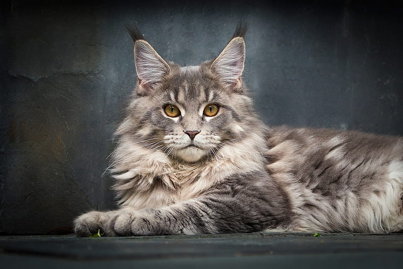 Wallpaper cat cat background widescreen Wallpaper lies wallpaper  widescreen cat background full screen HD wallpapers widescreen  fullscreen Maine Coon Maine Coon images for desktop section кошки   download