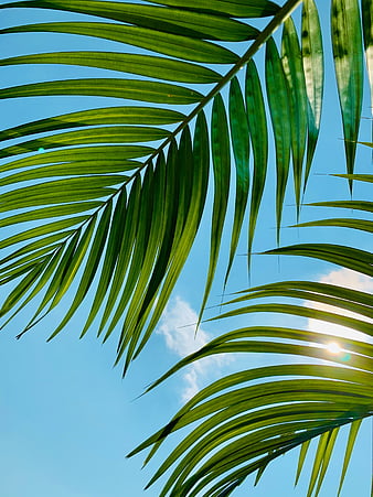 Leaves, palm tree, branches, sky, clouds, HD phone wallpaper | Peakpx