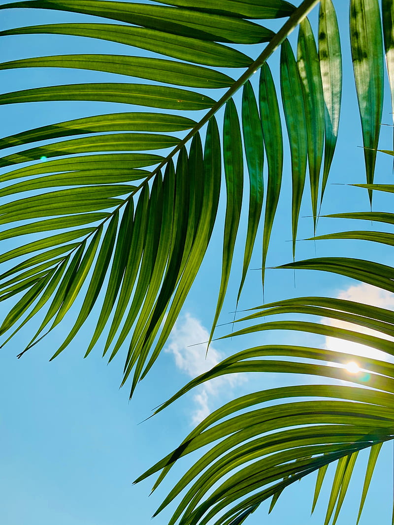 Palm tree, leaves, sky, clouds, HD phone wallpaper | Peakpx