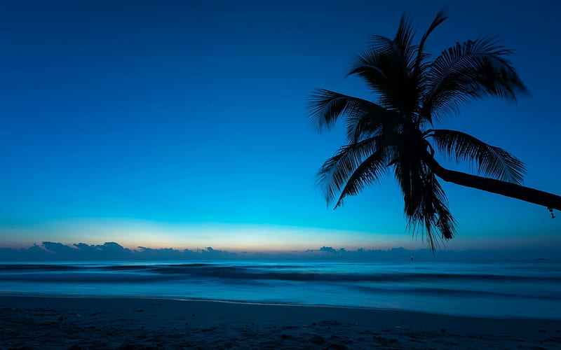 Black, silhouette, sea, beach, water, vara, summer, white, palm tree ...