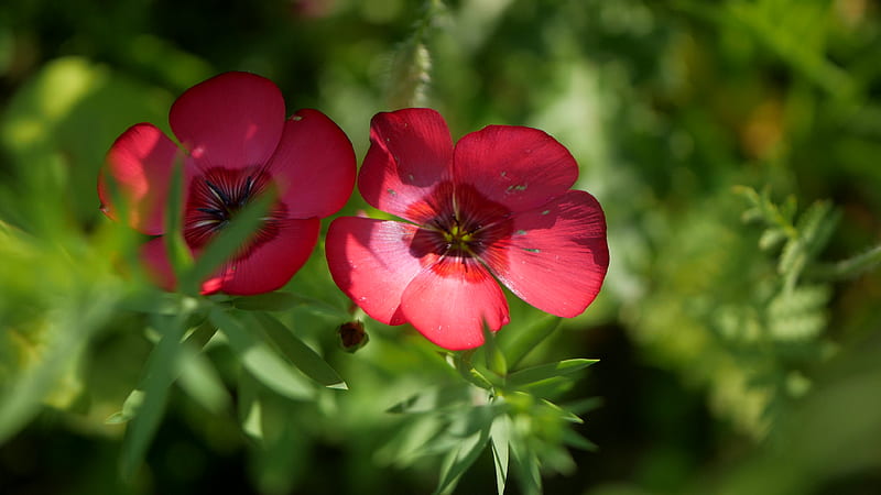 red flower in tilt shift lens, HD wallpaper
