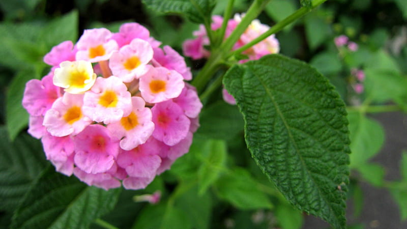 Lantana camara, flower, Evergreen shrub, pretty, pink, HD wallpaper