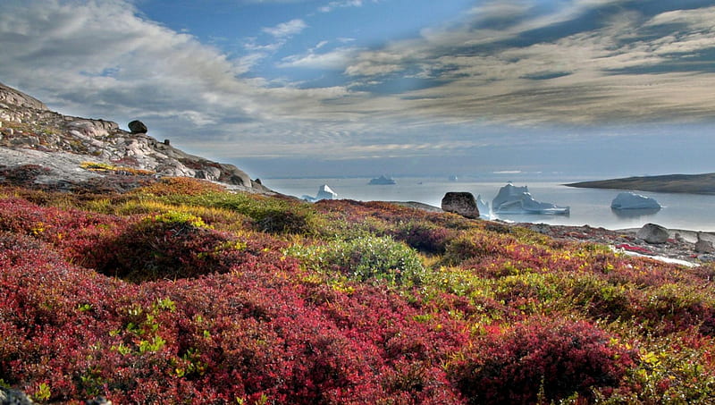 beautiful floral rocky cost in greenland, rocks, flowers, clouds, icebergs, coast, sea, HD wallpaper