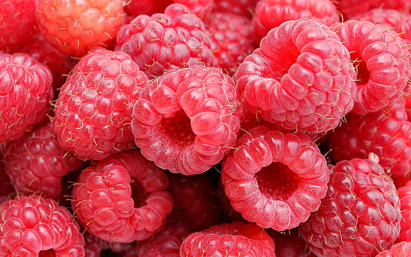 Jerry's Favourite, fruit, raspberries, red, yummy, HD wallpaper