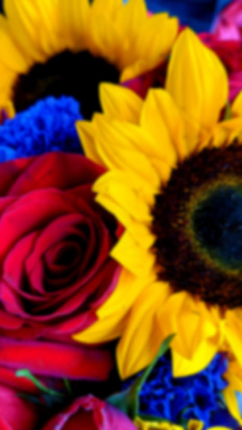 HD rose and sunflower wallpapers  Peakpx