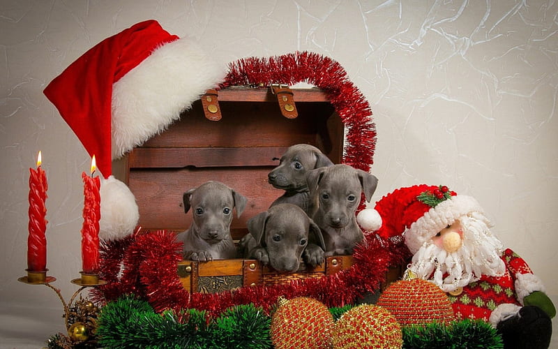 Merry Christmas!, red, orange, christmas, decoration, toy, animal, hat, cute, santa, white, puppy, dog, HD wallpaper