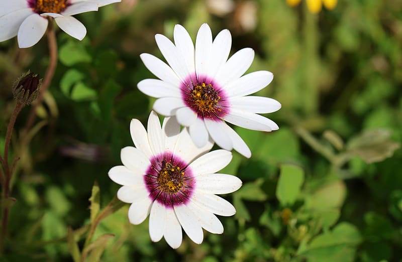 dimorphotheca ecklonis, petals, flowers, white, purple, HD wallpaper