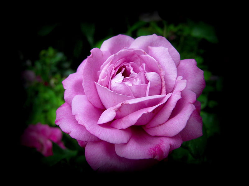 PINK ROSE, flower, nature, rose, pink, HD wallpaper