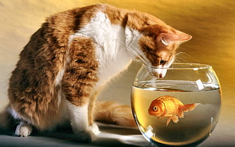 goldfish on screen for cats