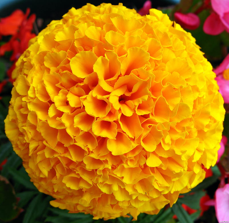30k Marigold Flower Pictures  Download Free Images on Unsplash
