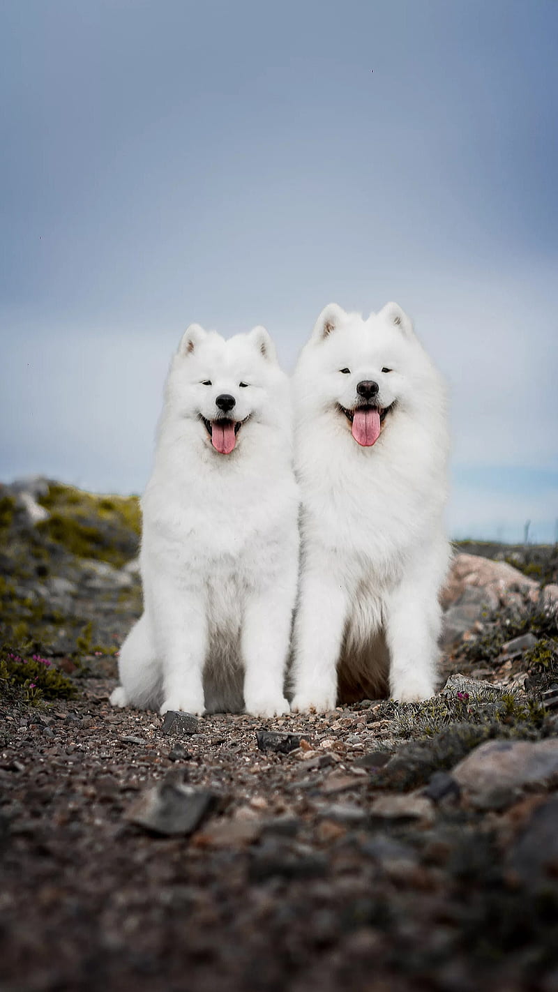 Charleen and Val, animals, cute, dog, dogs, husky, pets, puppies, puppy, white, HD phone wallpaper
