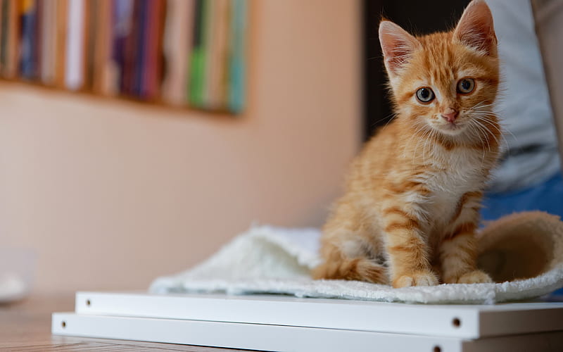 ginger kitten, small cute animal, pet, cats, cute kittens, HD wallpaper