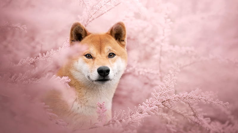 Brown White Shiba Inu Dog In Blur Peach Flowers Background Dog, HD wallpaper