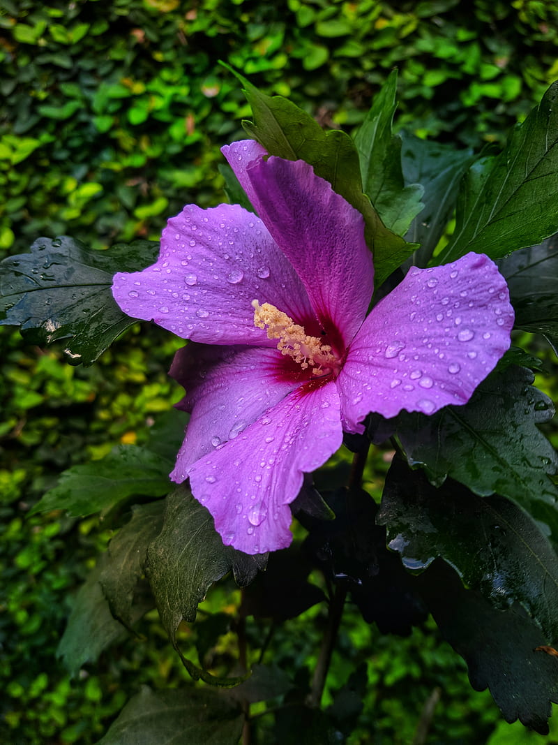 Flor de jardin, flower, flowers, garden, morada, purple, natural, nature,  purple, HD phone wallpaper | Peakpx