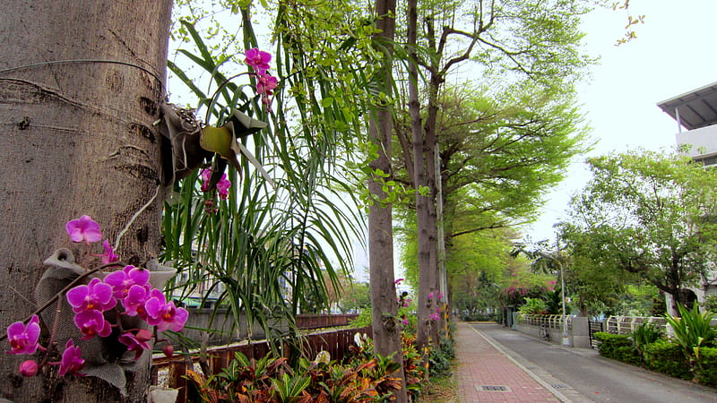 Foot path, flowers, tree, orchid, HD wallpaper