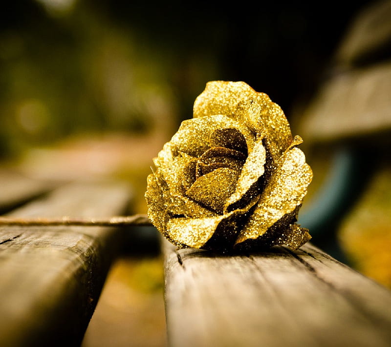 Gold Rose, alone, diamond, flower, kiss, love, nature, rain, HD ...