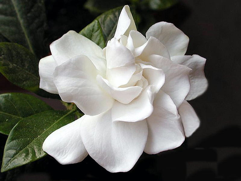 Gardenia F1, graphy, white flower, flower, gardenia, white, floral, frangrant, HD wallpaper