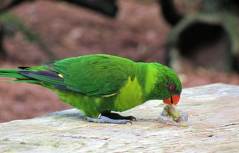 Green Parakeet, birds, parakeet, waterfowl, pets, HD wallpaper