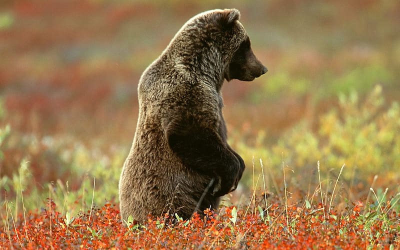 Bears, Animal, Grizzly Bear, Alaska, Denali National Park, HD wallpaper